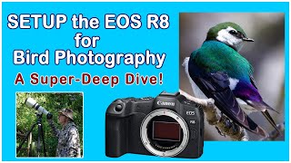 Setup the Canon EOS R8 for Bird Photography A Deep Dive into the Buttons Dials Menu amp AF System [upl. by Anehsat926]