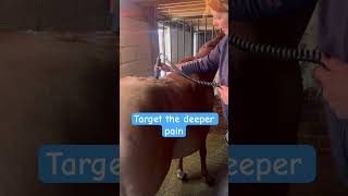 Back pain in horses horse equinemassage horseenthusiast equinetherapy equinewellness [upl. by Uzzia]