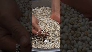 Processing Tallow Seeds Candles shorts [upl. by Sergias]