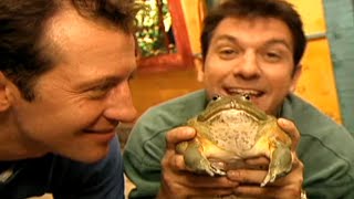 Zoboomafoo with the Kratt Brothers FROG  Full Episodes Compilation [upl. by Pearlstein844]