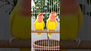 Cute Lutino Love Birds Pair♥️ birds birdsounds parrot pets lovebirds lovebird lutinolovebirds [upl. by Copp565]