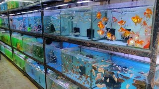 Aqua Planet Aquarium Fish Shop [upl. by Lleinnad]