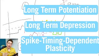 Brain Synapse Plasticity LTP LTD and STDP  22nd Week in Medical School [upl. by Charmian]