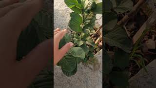 Highbreedguavaguava plant guava highbreed explore plants fruit shorts [upl. by Dnalyr262]