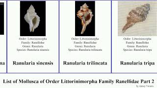 List of Mollusca of Order Littorinimorpha Family Ranellidae Part 2 ranularia monoplex sassia septa [upl. by Brnaby]