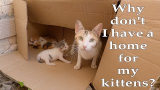 Trying to save Mamas cat and her oneweekold kittens [upl. by Pitt]