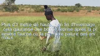 Le panicum une excellente culture fourragère au Mali [upl. by Oina]