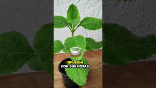 5 Plantas Medicinales Asombrosas Echinacea Hibisco Boldo Valeriana y Pasiflora – PARTE 3 🌿🌺💊 [upl. by Lindley]