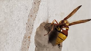 How Polistes carolina makes her home 🏡😍😍 Dr Shakeel veterinarian veternary animals [upl. by Ispep]