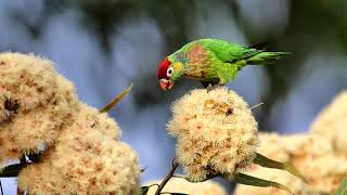 Lorikeet Varied [upl. by Derag]