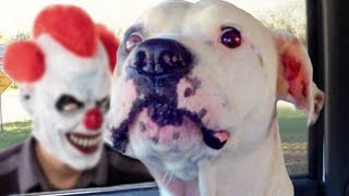 Funny Dogs Scared of Masks Compilation [upl. by Purcell]