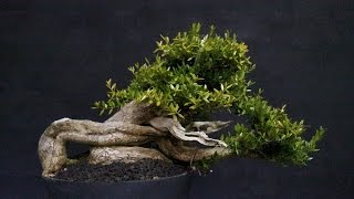 Buxus Sempervirens Bonsai [upl. by Ednutey609]