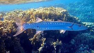 Barracuda  Gorgonia beach resort  Marsa Alam 102017 [upl. by Nnairret]