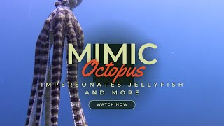 The Mimic Octopus  impersonates jellyfish flatfish and snake and mystery shapes [upl. by Anselm]