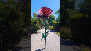 🌹Rose Garden  Christchurch Botanic Garden shorts rose christchurch [upl. by Steffane]