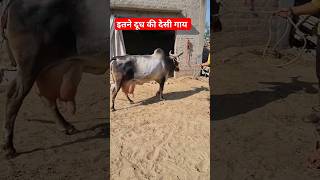 इतने दूध वाली देसी गाय देखी क्या। Desi Cow Heavy Milk Record Shorts [upl. by Alekram240]