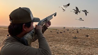 Our Best Early Fall Snow Goose Hunt Ever Ducks Specks Snows and Honkers [upl. by Pitts]