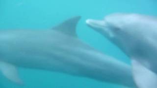 Protected by Dolphins from Shark attack at Mauritius  Lumix FT2 [upl. by Nylessoj717]