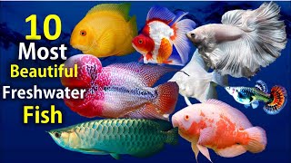 10 Most Beautiful Freshwater Fish for Aquarium [upl. by Nnaer]