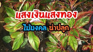 แสงเงินแสงทอง หรือ สยามออโรร่า ไม้มงคล น่าปลูก  เปิดโลกออนไลน์ Ep79  Aranya Channel [upl. by Melisande281]