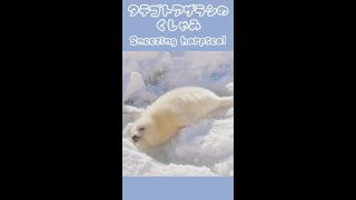 【くしゃみアザラシ】Sneezing harpseal Shorts [upl. by Nimesh]