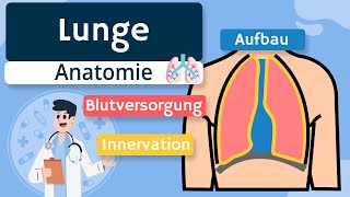 Lunge  Aufbau Blutversorgung und Innervation einfach erklärt [upl. by Jordon]