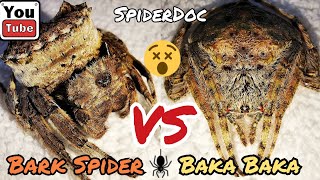 BARK Spider VS BakaBaka Subscribers MOST REQUESTED Spider Fight Laban ng Matitigas na Gagamba [upl. by Luap473]