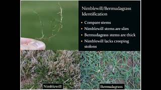 Nimblewill and Bermudagrass Identification [upl. by Barncard]