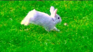 Baby Bunny Rabbit Running Outside in My Backyard [upl. by Grote]