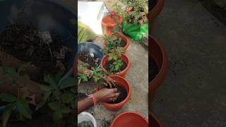 New Rose plant planting Plantation tips at home shorts plants gardening shortvideo rose [upl. by Tamsky]