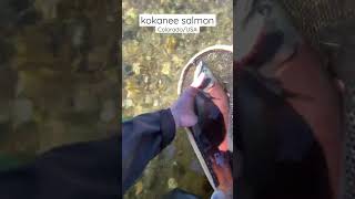 kokanee salmon  dream stream fly fishing【Colorado  USA】shorts [upl. by Atteval]