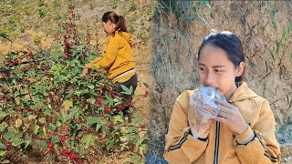 Single mother 18 years old harvesting and processing artichokes [upl. by Win]