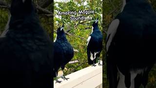 Australian Magpie Call magpie sounds singing call [upl. by Ecirtac922]