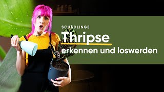 Thripse effektiv bekämpfen und loswerden Tipps und Tricks  feey 🌱 [upl. by Nnaeiram458]