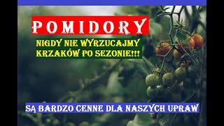 POMIDORY  NIGDY NIE WYRZUCAJMY KRZAKÓW PO SEZONIE [upl. by Lucina]