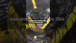 Fun Facts About the King Snake in Tennessee facts wildlifeowners venomoussnakes [upl. by Seldon441]