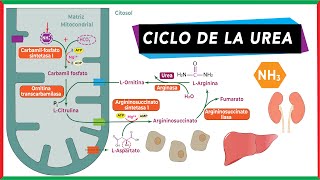 Ciclo de la urea  Catabolismo de aminoácidos [upl. by Shifrah141]