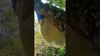 Pure Nature Wild Honey Tree Bee Yummy ASMR Honeycombs 64 [upl. by Audrie]