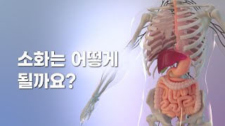 음식의 소화는 어떻게 이루어질까 소화기관 및 흡수 과정 [upl. by Estey]