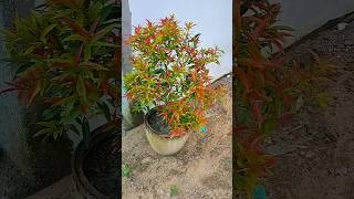 Syzygium plant  सिज़िजियम gardening garden youtubeshorts viralvideo shorts [upl. by Westbrooke]