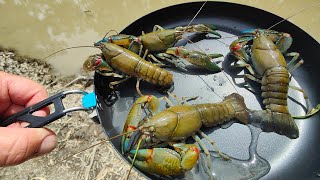 Wild Yabby Catch And Cook [upl. by Panter]