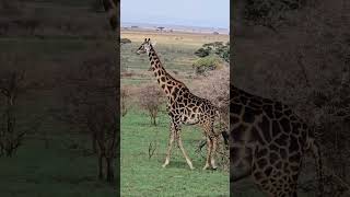 Giraffe Serengeti National Park Tanzania nature safari Africa travel wildlife shorts giraffe [upl. by Moran862]