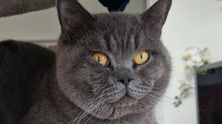 British Shorthair Cat Chilling on his Cat tower [upl. by Burnside160]