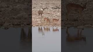 Springboks and a Kudu at Etosha National Park Namibia [upl. by Lamond]