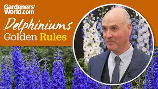 Caring for delphiniums  Golden Rules [upl. by Nevs]