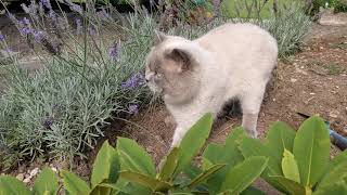 British Cat shorthair Edi [upl. by Forsyth853]