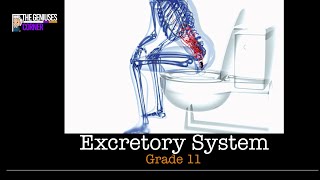 GRADE 11 LIFE SCIENCES EXCRETION [upl. by Yderf]