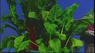 Ornamental cabbage amp Kale and winter gardening [upl. by Tolmach8]