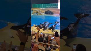 Orcas performing at SeaWorld Orlando 🔥 [upl. by Lula]