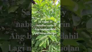 Bayabas guava youtubeshorts nature garden [upl. by Unni]